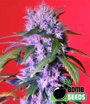 berry bomb cannabis seeds