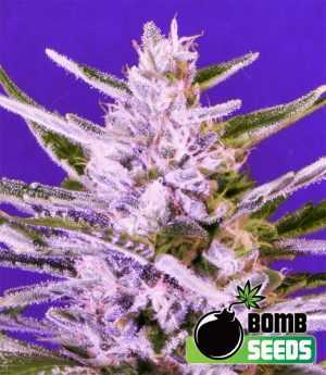 ice bomb cannabis seeds