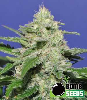 Widow Bomb cannabis seeds