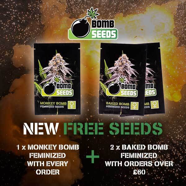 New Free Seeds (Aug 2024)